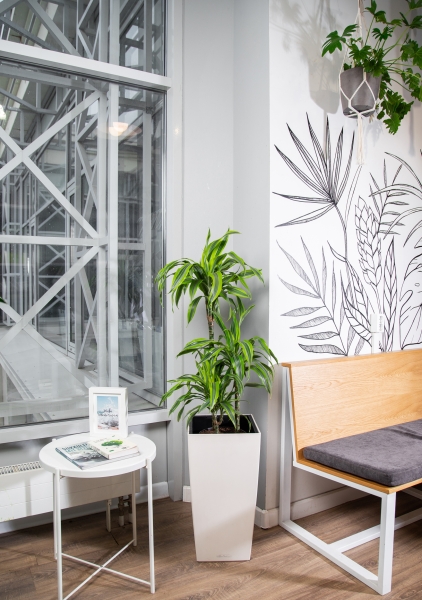 Драцена Лемон лайм 3 ствола в CUBICO 30 Драцена Лемон лайм 3 ствола в CUBICO 30