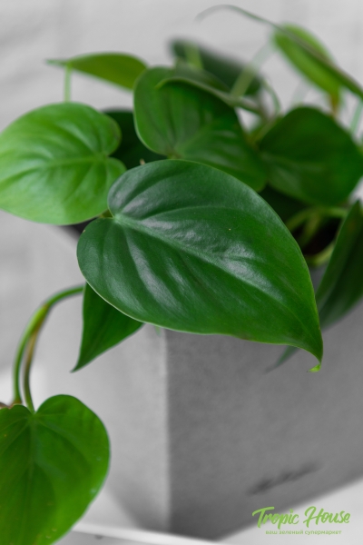 Филодендрон Сканденс 12/20 см в CANTO STONE 14 Филодендрон Сканденс 12/20 см в CANTO STONE 14