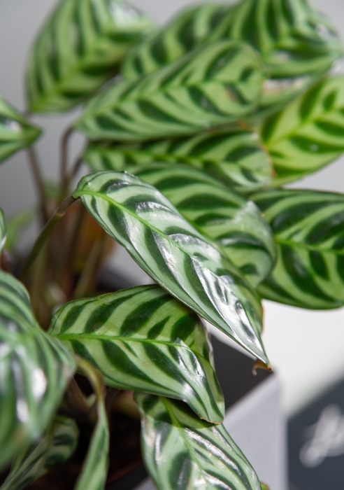 Ктенанта Бурле 12/25 см