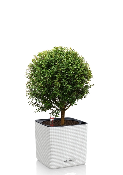 Мирт в CUBE COLOR 14 Мирт в CUBE COLOR 14