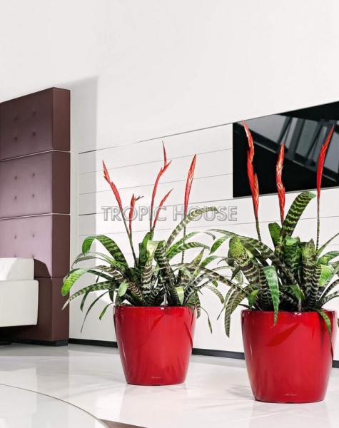 Кашпо LECHUZA CLASSICO LS 43х40 см