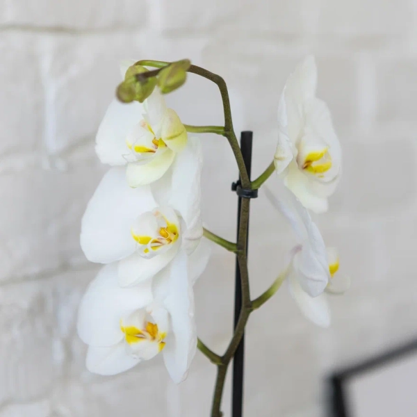 Орхидея Фаленопсис Кембридж белая 12/70 см
