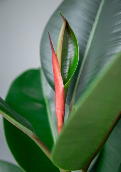 Фикус Эластика Робуста 3 ствола 35/200 см в LAMELA Finezja 40x40 Фикус Эластика Робуста 3 ствола 35/200 см в LAMELA Finezja 40x40