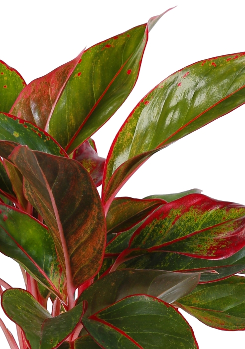 Аглаонема Крит в CLASSICO LS 21