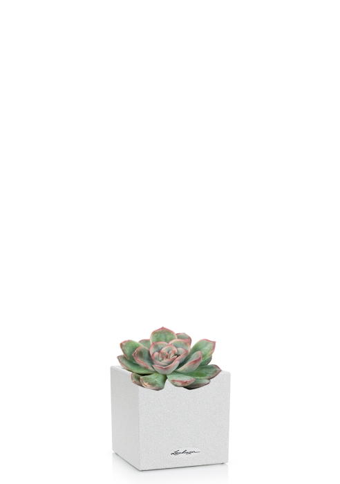 Суккулент микс 5 см в CANTO STONE 14