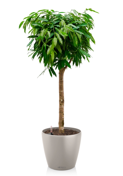 Фикус Амстел Кинг на штамбе 31/140 в CLASSICO COLOR 35, песочно-коричневый