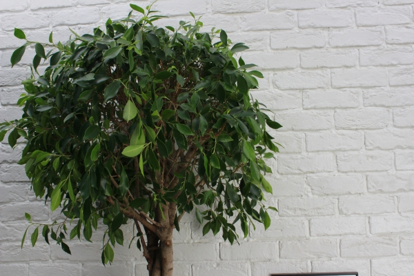 Фикус Нитида переплетенный 42/200 см в CUBICO 50