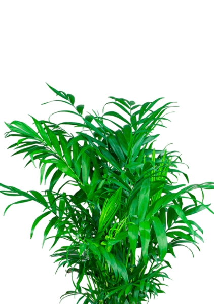 Хамедорея Элеганс 14/50 см в CLASSICO COLOR 18 Хамедорея Элеганс 14/50 см в CLASSICO COLOR 18