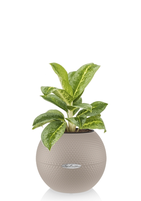 Аглаонема Лемон Минт в PURO 20, песочно-коричневый