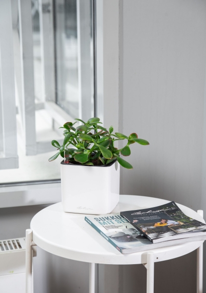 Крассула Овата в CUBE GLOSSY 14