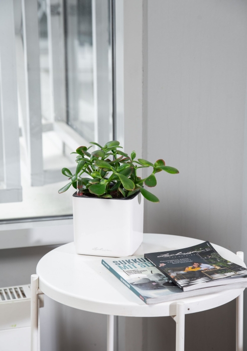 Крассула Овата в CUBE GLOSSY 14