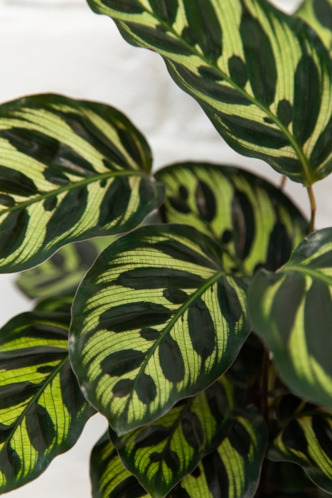 Калатея Макояна в OjO