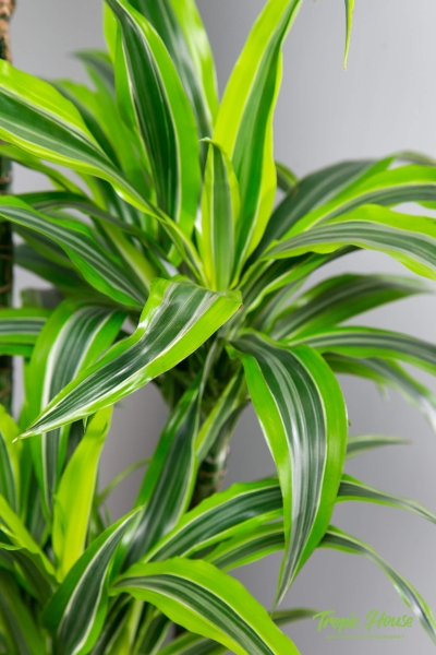 Драцена Лемон Лайм 3 ствола 21/100 см в LAMELA MIRA tall 30 Драцена Лемон Лайм 3 ствола 21/100 см в LAMELA MIRA tall 30