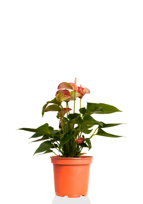Антуриум Ливиум 14/40 см