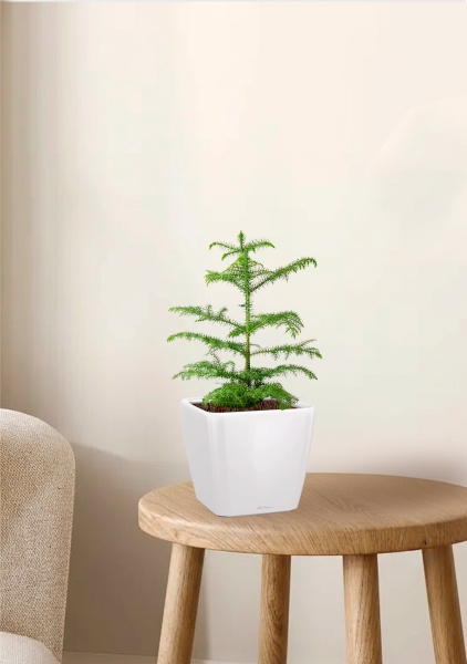 Араукария Араукана 19/25 см в QUADRO LS 28