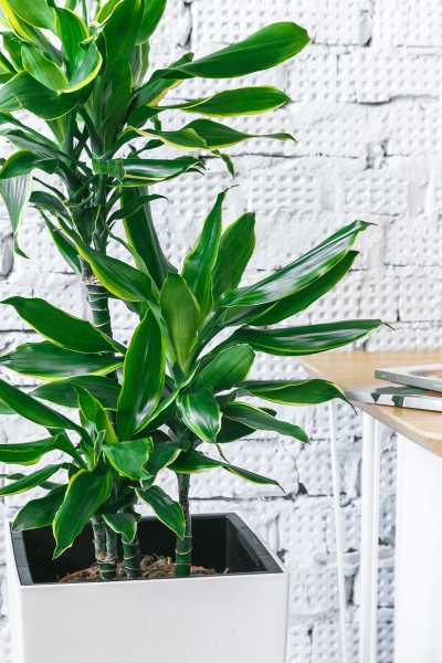 Драцена Голд Кост в CUBICO 30