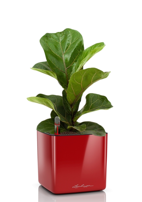Фикус Лирата Бамбино 12/30 см в CUBE GLOSSY 14, ярко-красный блестящий