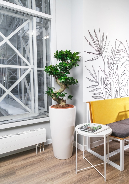 Фикус Микрокарпа бонсай в RONDO 40