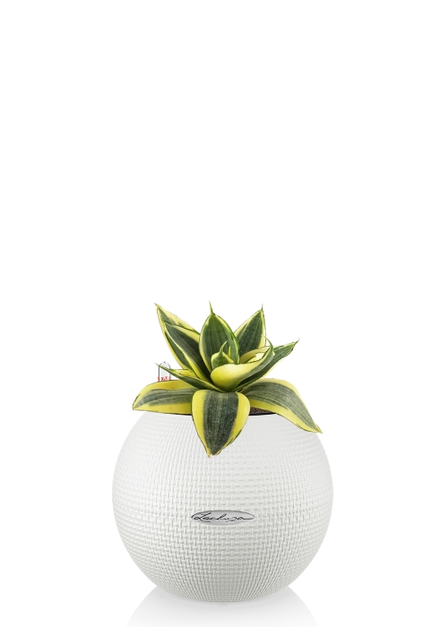 Сансевиерия Голден Ханни в PURO 20, белый