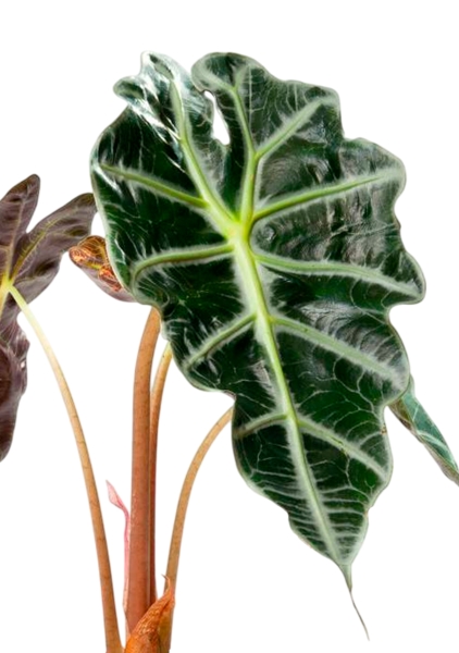 Алоказия Полли 12/30 см в CUBE COLOR 14