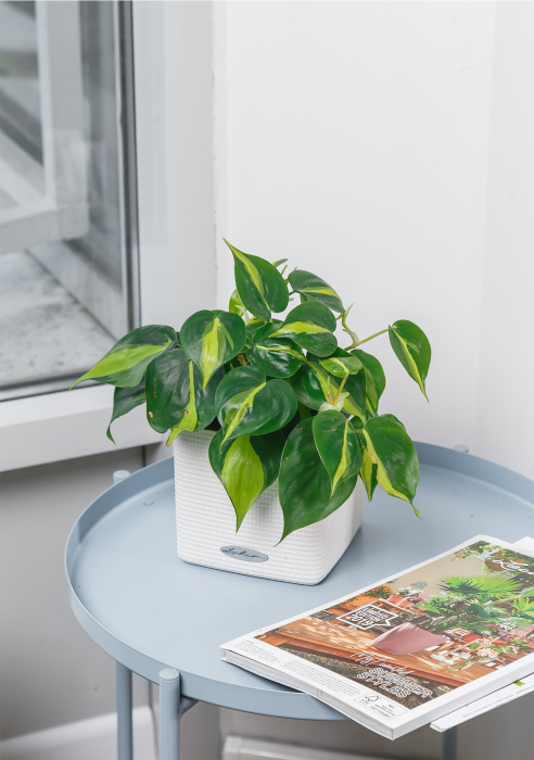 Филодендрон Бразил 12/20 см в Cube Color 14