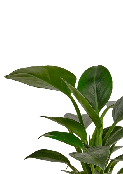 Филодендрон Грин Принцесс 14/45 см