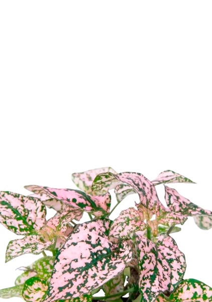 Гипоэстес микс 8/15 см в CUBE COLOR 14