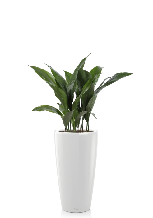 Аспидистра RONDO 32/110 см, белый блестящий