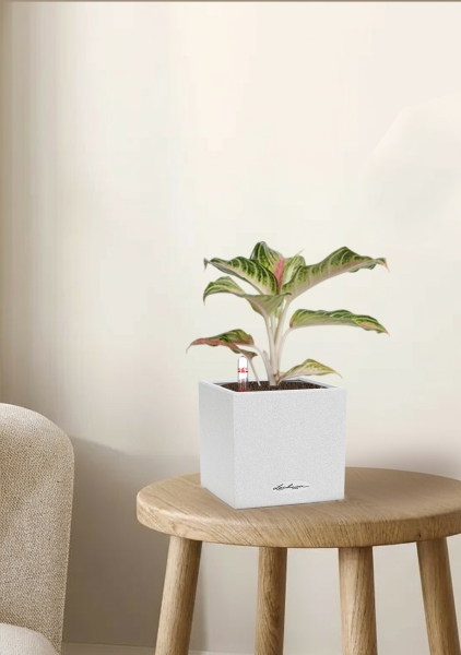 Аглаонема Айкетчер 12/30 см в CANTO STONE 14 Аглаонема Айкетчер 12/30 см в CANTO STONE 14