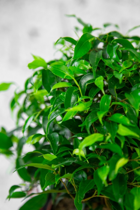 Фикус Грин Кинки в CANTO STONE 14