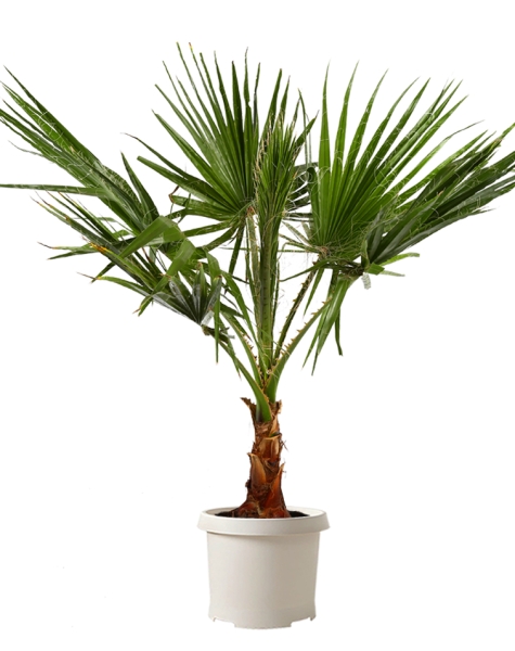 Вашингтония 43/180 см Вашингтония 43/180 см