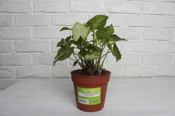 Сингониум Вайт Баттерфляй 12/25 см в CUBE GLOSSY 14