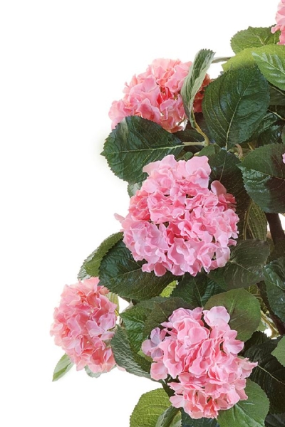 Гортензия куст Макси розовый в горшке