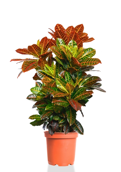 Кротон Петра Макси 31/120 см