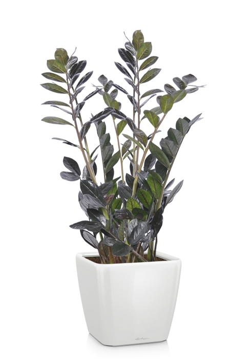 Замиокулькас Равен в QUADRO LS 28, белый блестящий