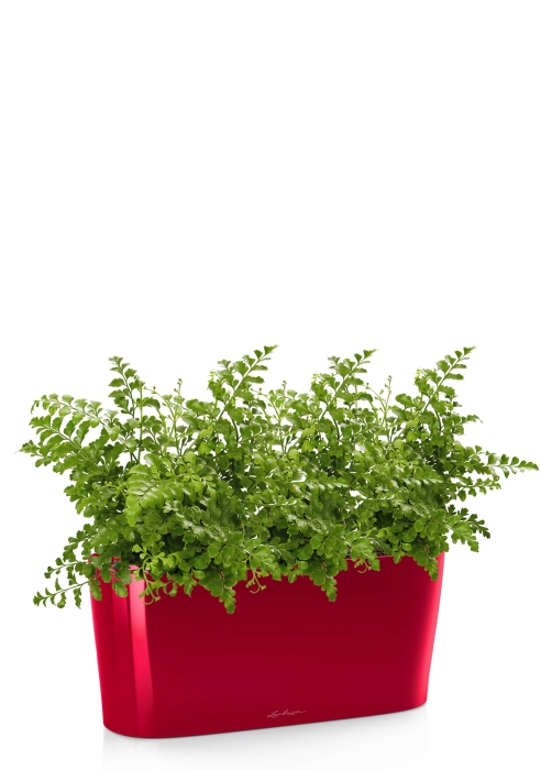 Папоротник Парвати в DELTA 20, ярко-красный блестящий 