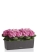 Гортензия Розовая в BALCONERA Stone 50