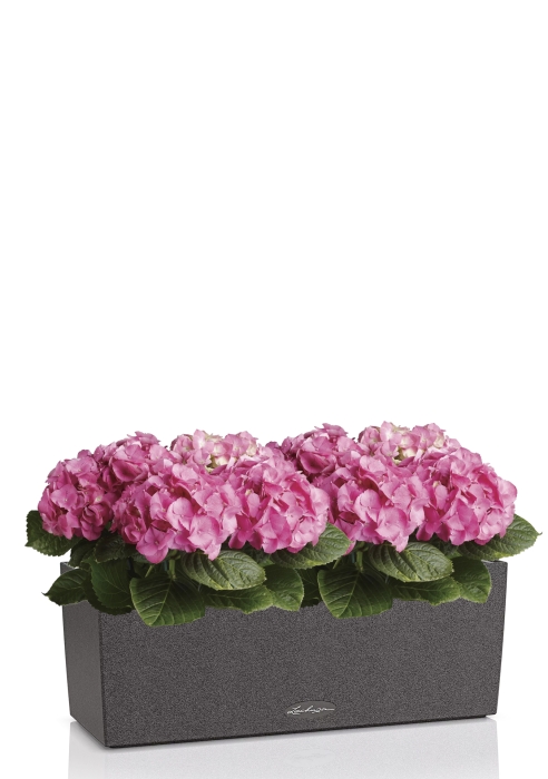 Гортензия Розовая в BALCONERA Stone 50, графитовый черный