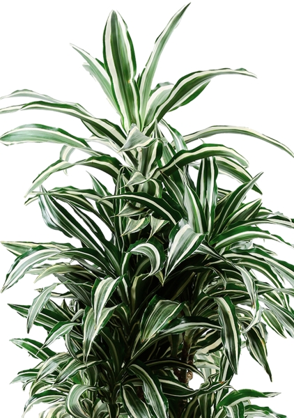 Драцена Варнески бранч 27/130 см в CANTO STONE LOW 40 Драцена Варнески бранч 27/130 см в CANTO STONE LOW 40