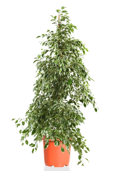 Фикус Бенджамина Голден Кинг пирамида 27/140 см Фикус Бенджамина Голден Кинг пирамида 27/140 см