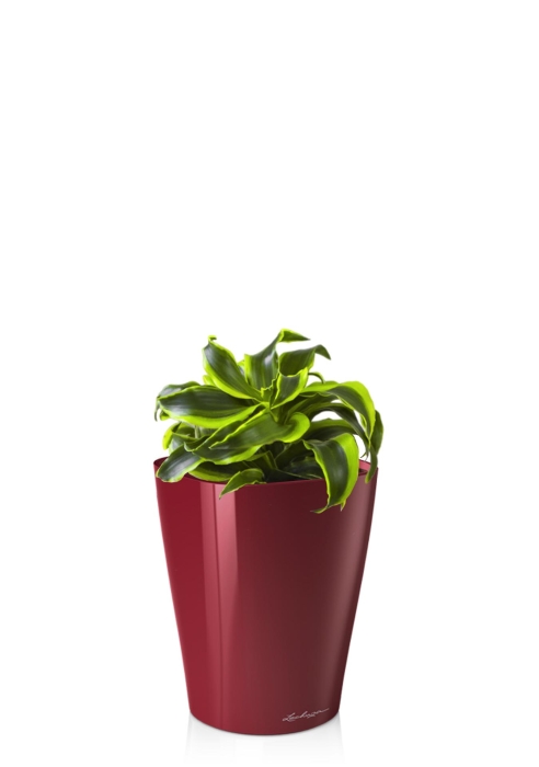 Драцена Торнадо в DELTINI 14, ярко-красный блестящий
