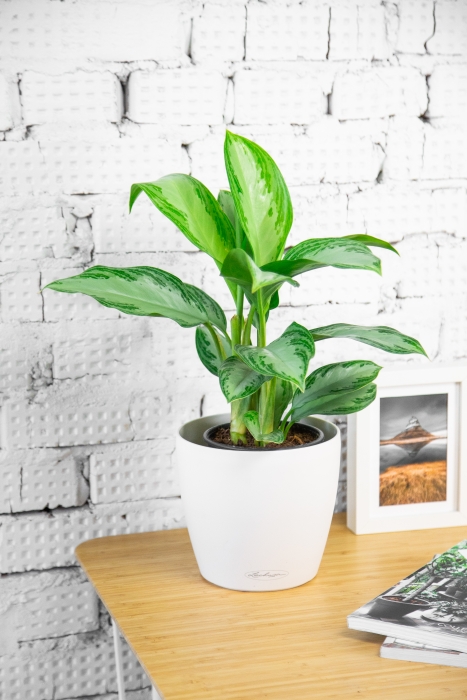 Аглаонема Сильвер Бей в CLASSICO 18