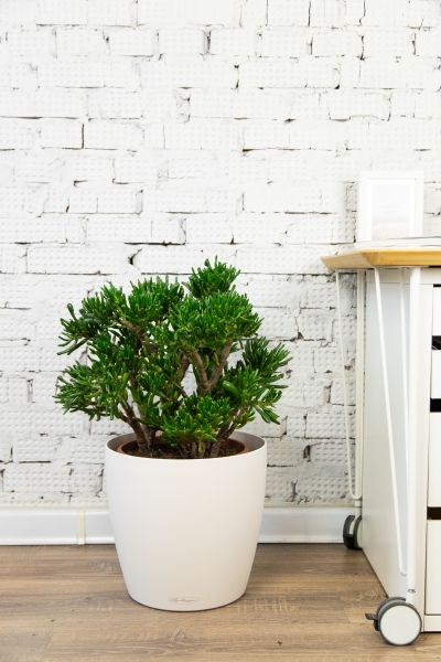 Крассула Хоббит 30/60 см в CANTO STONE LOW 30