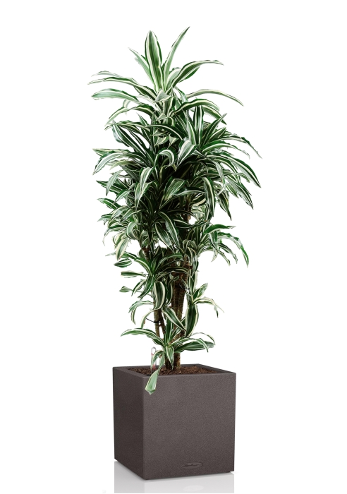 Драцена Варнески бранч 27/130 см в CANTO STONE LOW 40, графитовый черный