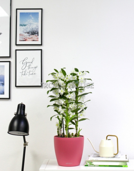 Орхидея Дендробиум в CLASSICO Color 21