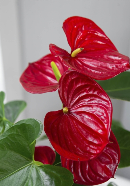 Антуриум Чемпион красный в CLASSICO LS 21