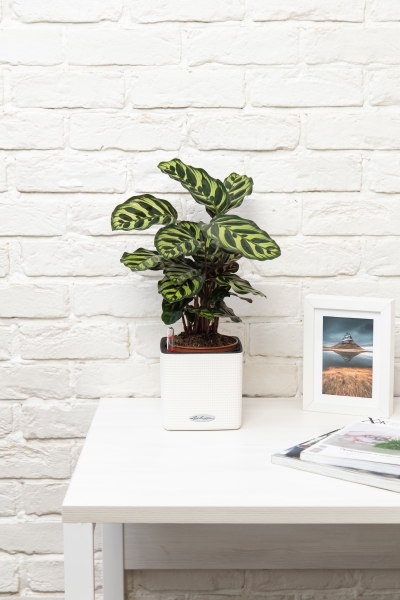 Калатея Макояна 12/35 см Калатея Макояна 12/35 см