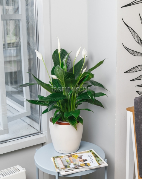 Спатифиллум в CLASSICO COLOR 21