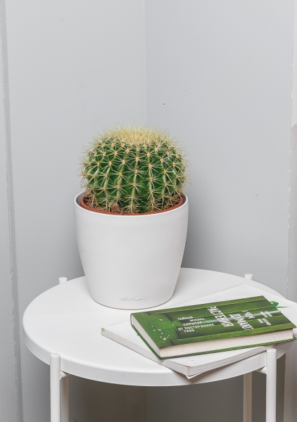 Эхинокактус Грузони 25/25 см