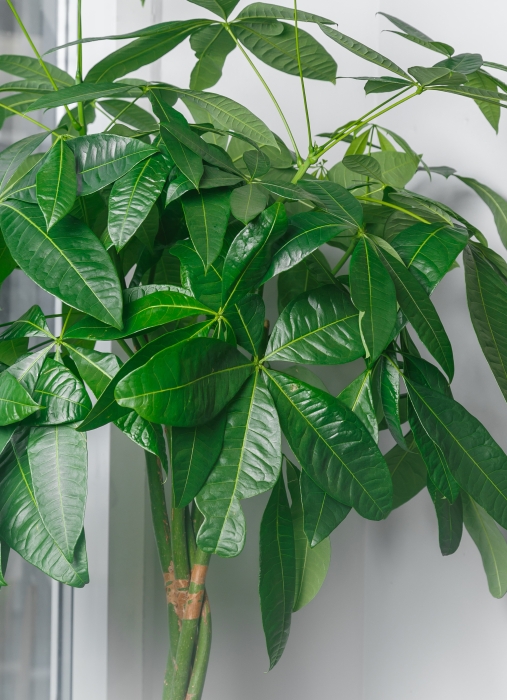 Пахира Акватика 27/160 см